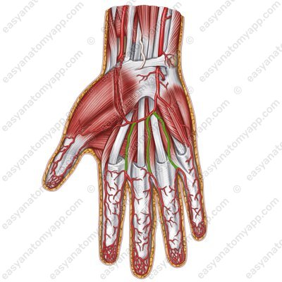 Общие ладонные пальцевые артерии (arteriae digitales palmares communes)